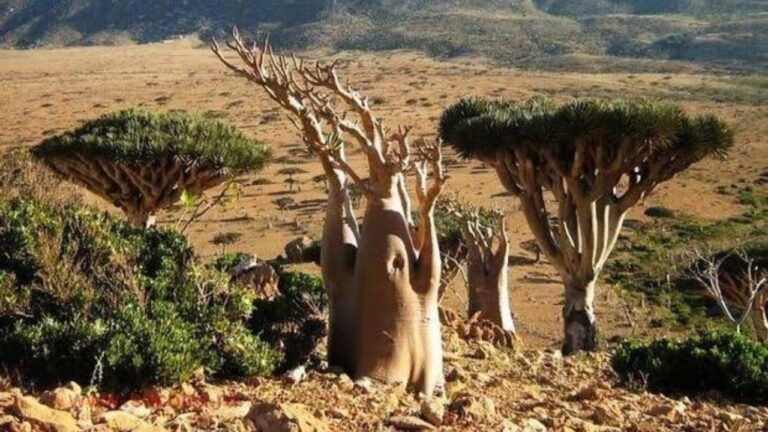Pulau Socotra